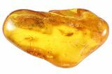 Fossil Fly (Diptera) In Baltic Amber #81677-1